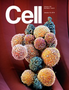 Fig.1 Cover story in Cell: artistic coloration (©Micronaut GmbH) of a CTC cluster isolated form a breast cancer patient and imaged with electron microscopy. Source: Gkountela et al., Cell, 2019