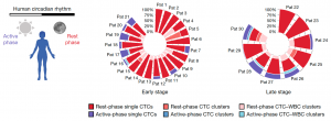 Fig.2 Radial histograms showing the percentage of different types of CTCs during the rest and active phases in patients with early- or late-stage breast cancer. Source: Diamantopoulou et al., Nature, 2022 
